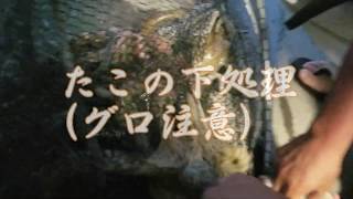 浜名湖天然ダコの下処理