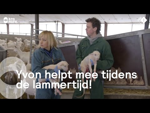 The births are flying around Yvon's ears during the Lambing season! | Our farm
