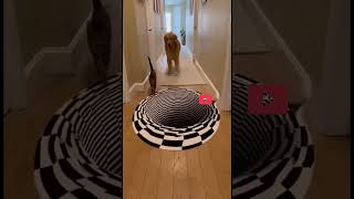 Optical Illusion Rug Confuses Dog but Not the Cat!