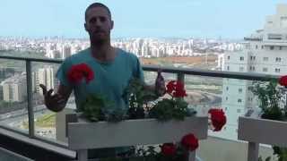 עגנית - עגלה ואדנית