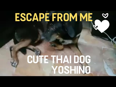 Escape from me / Cute Thai Dogs Yoshino/ 私から逃走/かわいいタイの犬　よしのちゃん