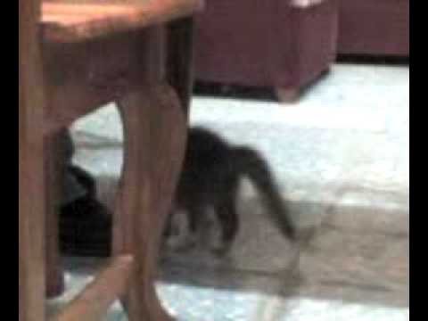 Rusa jugando debajo de la mesa de la sala