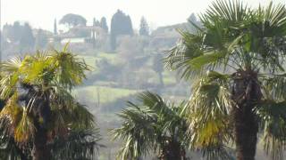 Firenze Santa Maria Novella.  Pupo