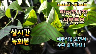 2023년 7월 22일 토요일 예쁜식물들 보면서 수다즐겨봐요. #양재꽃시장 #식물튜브 #식물아빠