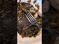Chana Thai Sauteed Seafood With Garlic Hot Pepper Peppercorn Rhizome And Basil With Review