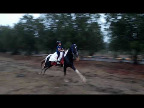 7 yr old Atharv Srivastava (KV GACHIBOWLI) horse Rider 5
