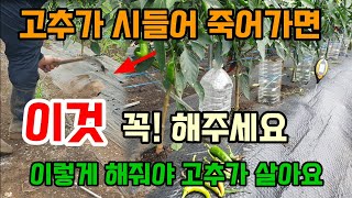 장마끝나기전 비그치면 이것 꼭 해주세요 안하면 나무 다 죽어요 고추병해충 탄저병 예방및치료 청고병 풋마름병