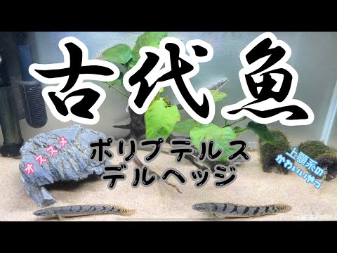 Syngnathus typhle。