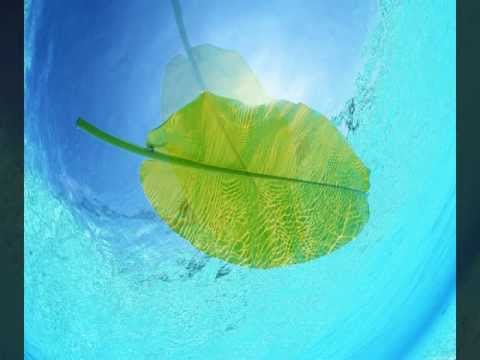 The Vanhalia Project - Leaves On Water
