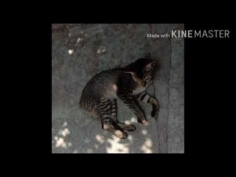 Our pet super duper 'KIDZY' ||Sathvika||