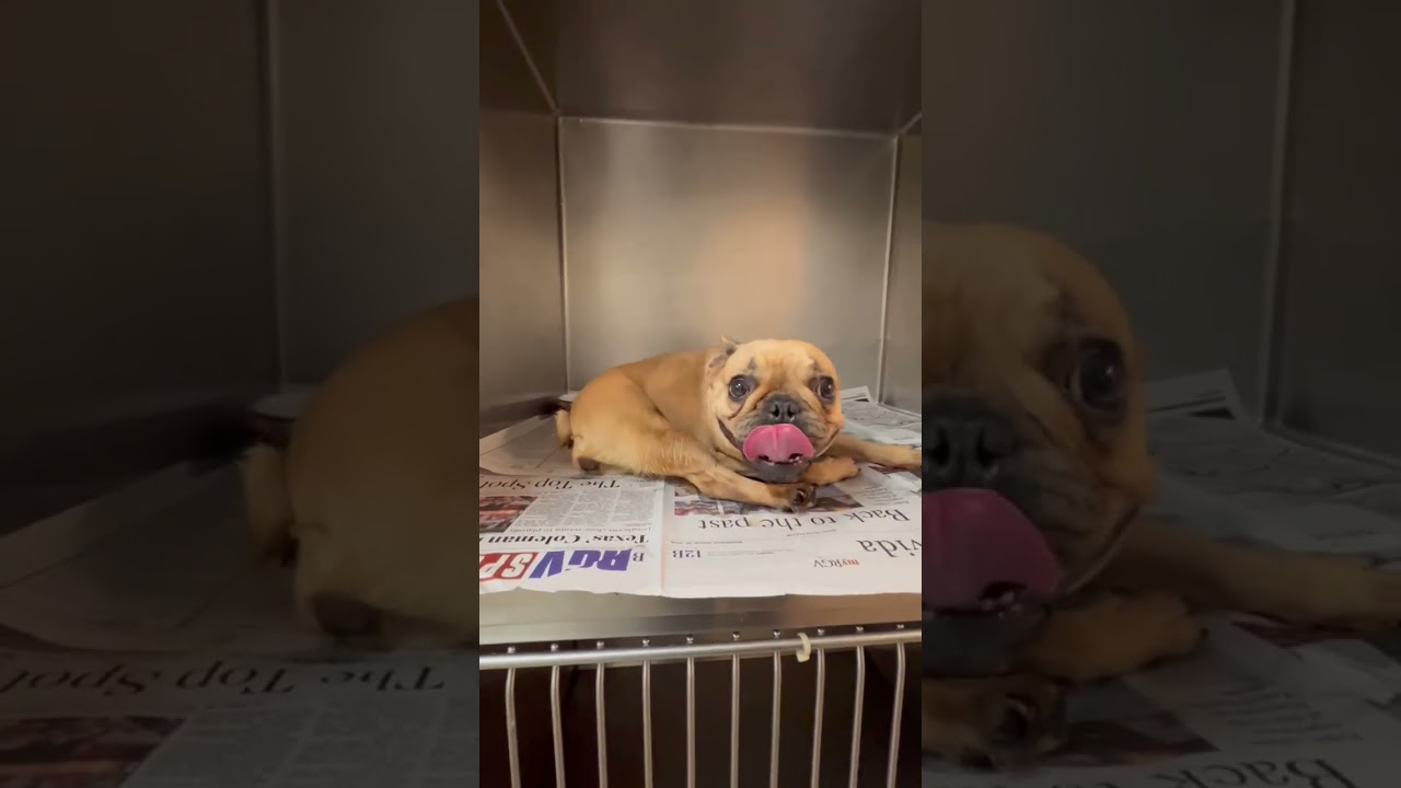 Frenchie Toast video