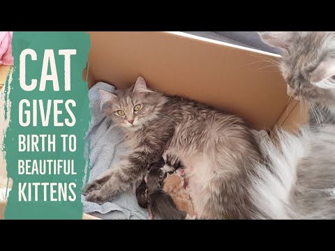 Maine coon cat gives birth to four beautiful kittens