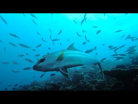 download lagu mp3 mp4 Mohanis Hajjami, download lagu Mohanis Hajjami gratis, unduh video klip Mohanis Hajjami