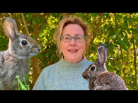 YouTube video about: Will pinwheels keep rabbits away?