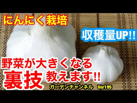 園芸 野生ニンニクとその用途