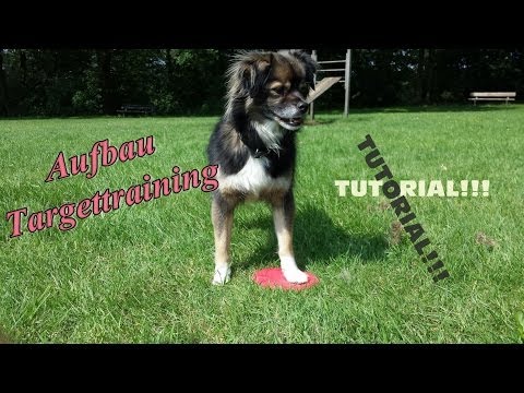 Targettraining! Aufbau mit dem Clicker. Hundetraining, Hundeschule.