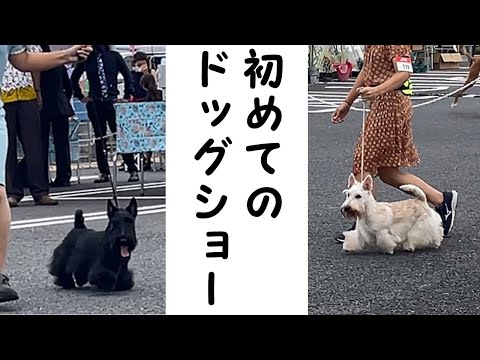 スコティッシュテリア