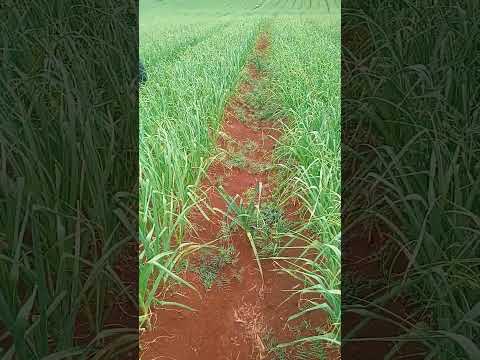 limpando alho aq em frei Rogério sc