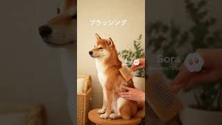 柴犬の一日のルーティン