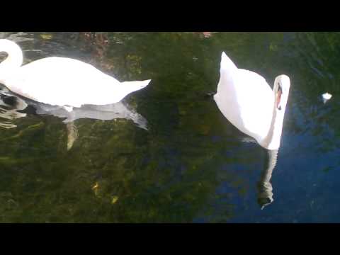 Пара лебедей на Патриарших прудов