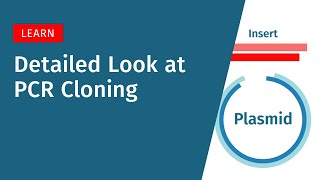 PCR Cloning in Depth: Enzyme Selection and Cloning Strategies