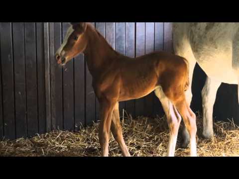 White Askari mit Cascadello I Fohlen 4 Tage alt 18 04 2016 02