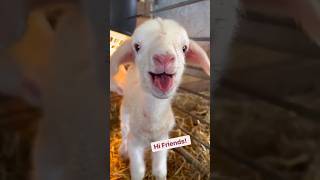 sheep sound on 🐏.#sheep,#wildlife ,#sound,#sheepsound,#shorts,#viral,soundon.