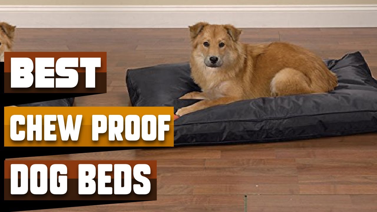 Best Chew Proof Dog Bed In 2023 - Top 10 Chew Proof Dog Beds Review