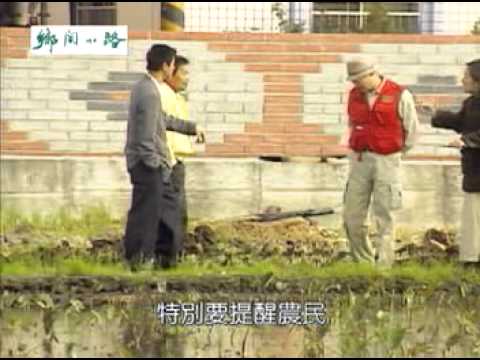 為我們的土地量身減肥 合理化施肥 - 芋頭