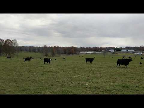 Hudson Valley Grass Fed Beef Bettinger Bluff Farm About