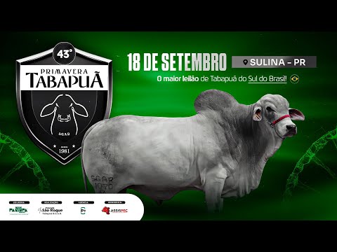 43° Leilão Primavera Tabapuã, SULINA/PR - 18/09/2025 19:00h