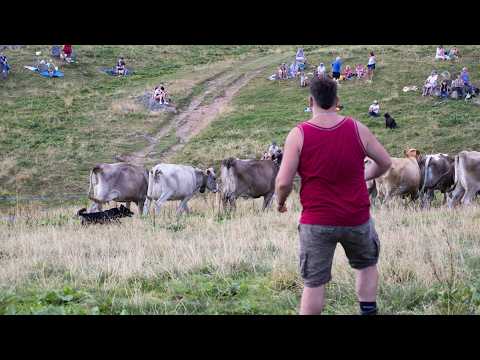 Campionato cani da pastore - Piani dell’Avaro 9 agosto 2026
