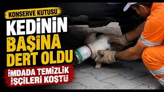  Konserve Kutusu Kedinin Başına Dert Oldu İmdada Temizlik İşçileri Koştu