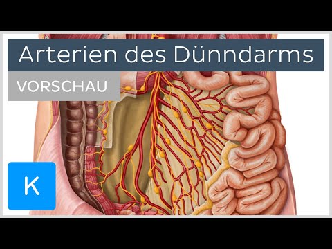 Dünndarm: Arterien und Blutversorgung (Vorschau) | Kenhub