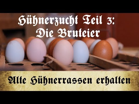Zucht alter Hühnerrassen - Teil 3: Auswahl und Lagerung der Bruteier