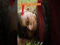 Mistakes In RRR Tamil Full Movie