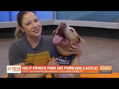 Pets on Parade (Full Episode) November 8, 2025 - YouTube