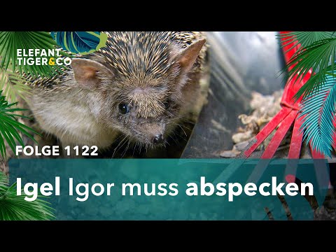 Der Speck von Igel Igor muss weg (Folge 1122 ) | Elefant, Tiger & Co. | MDR
