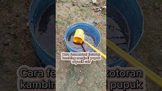 Download lagu How to ferment goat manure into liquid organic fertilizer mp3