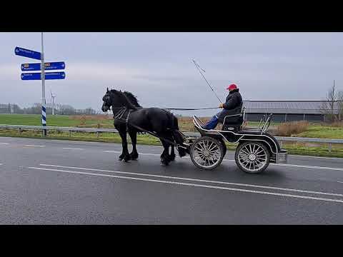 Stal Okkema's Foane en Bink in pair - stallions