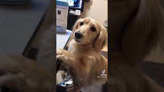 人と会話できる犬