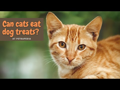 Can cats eat dog treats? + The risks involved
