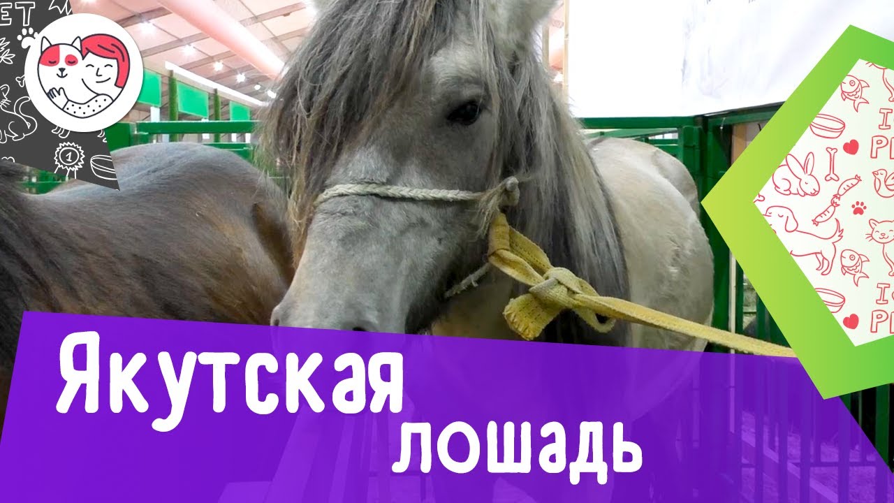 Якутская лошадь. Особенности, уход