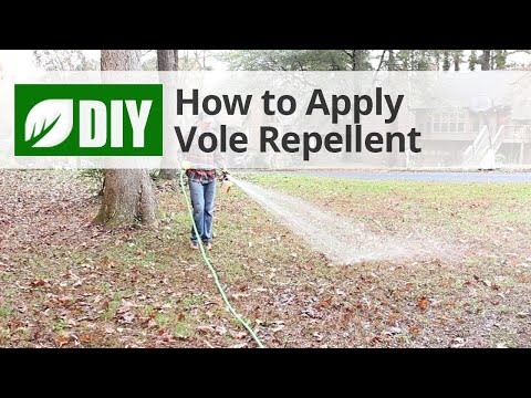  How to Apply Vole Repellent  Video 