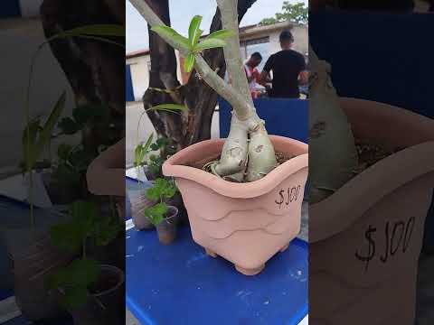 Feira do empreendedor em Júlio Borges Piauí. 🛍️🙌🏽🎉