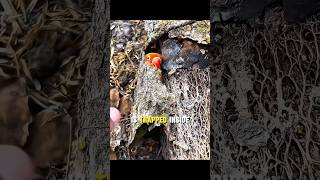 A Tiny Bird’s Rescue Turned Into Friendship🥺