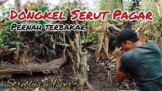 Download lagu Proses Dongkel Bakalan Bonsai Serut [Streblus Asper]. mp3
