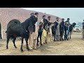 World Biggest Beetal Bakra Farm ll Beetal Goats of Dr. Farukh Bashir Bhatti sb, Yasir Doggar Sb