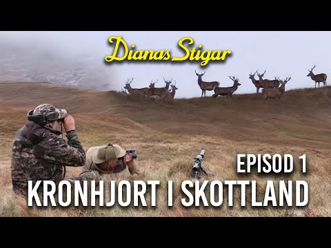 Kronhjort i Skottland Episod 1 (Jaktlust extended version)