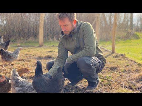 HØNSENE ER FLYTTET IND OG VI ELSKER DET (+ en tur rundt i drivhusene)
